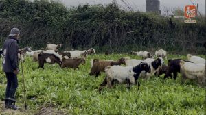 يرعى ليبقى… قصة الحاج أبو أحمد في مخيم الرشيدية