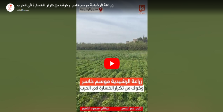 شاهد .. زراعة الرشيدية موسم خاسر وخوف من تكرار الخسارة في الحرب