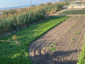 زراعة الرشيدية بين خسارة الحرب وخوف الموسم