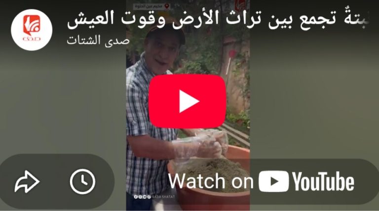 بالفيديو الزعتر البري في عين الحلوة..نبتة تجمع بين تراث الارض وقوت العيش